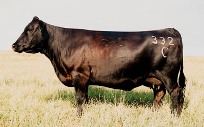 Cow Breeding In Kansas