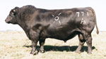 Angus Sires in Kansas