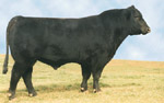 Angus Bull Sires